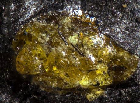 Dünyanın en eski kehribarı bulundu! Rekor bir anda 65 milyon yıl geriye gitti