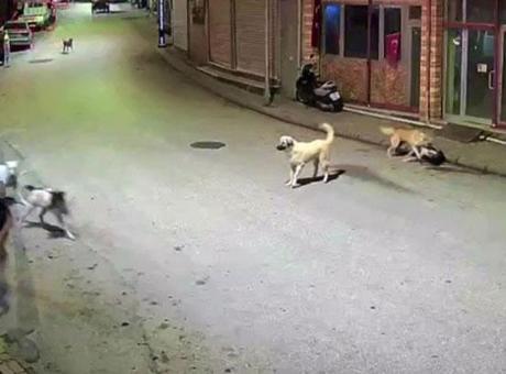 Ordu'da küçük çocuk sokak köpeklerinin saldırısına uğradı