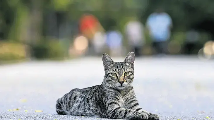 Diyarbakır’da ‘kuduz’ alarmı! Kedi ısırdı entübe edildi